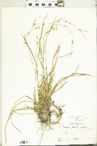 Carex gracilescens image