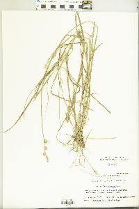 Carex festucacea image