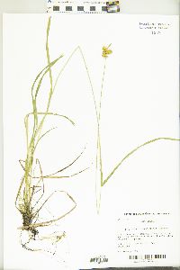 Carex flava image