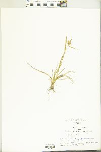 Carex flava image