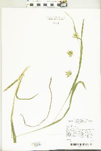 Carex folliculata image