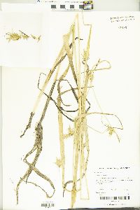 Carex folliculata image