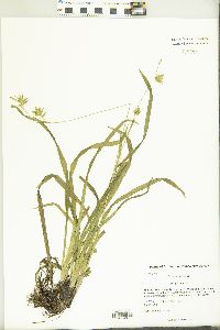 Carex folliculata image