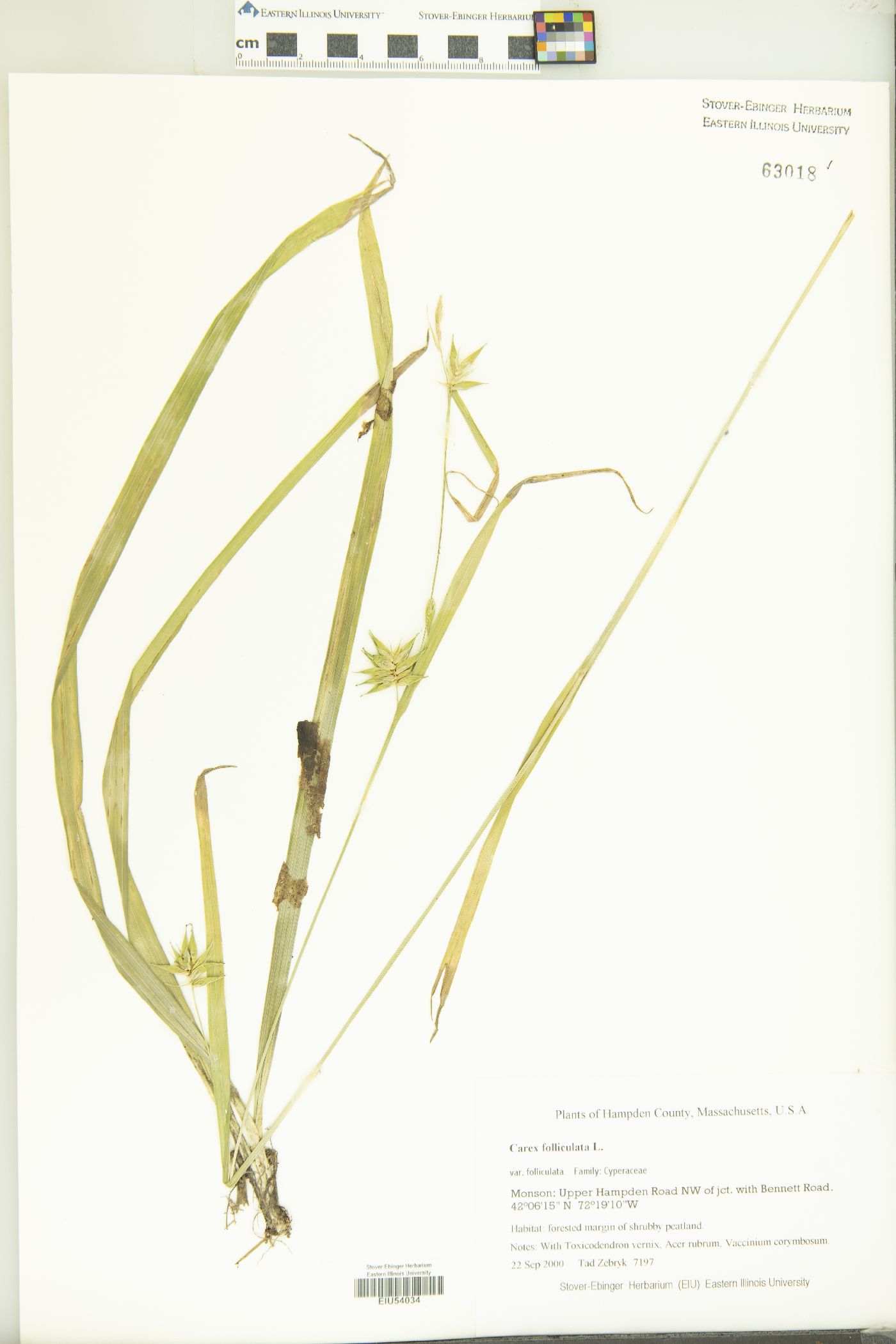 Carex folliculata var. folliculata image