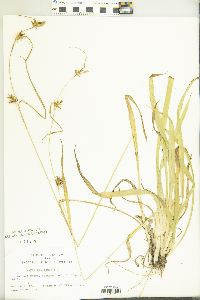 Carex folliculata image