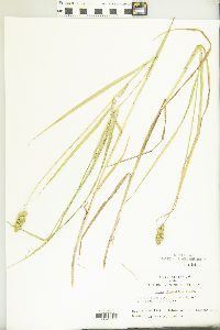 Carex cristatella image