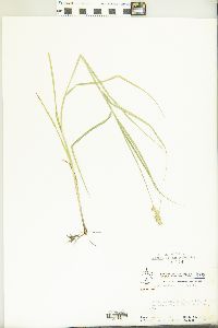 Carex cristatella image