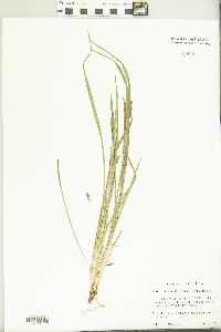 Carex cumberlandensis image