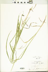 Carex davisii image