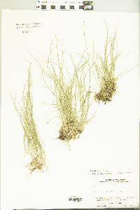 Carex disperma image