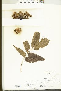 Carya × nussbaumeri image