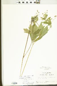 Sanicula odorata image