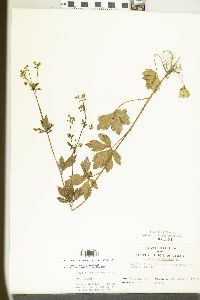 Sanicula canadensis var. canadensis image