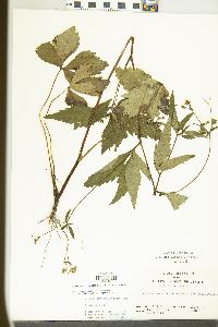 Sanicula canadensis var. canadensis image