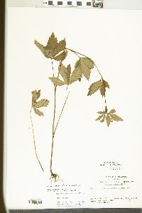 Sanicula canadensis var. canadensis image