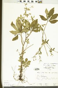 Sanicula canadensis var. canadensis image