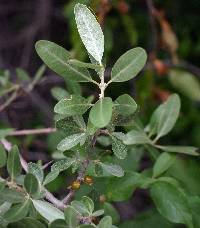 Image of Shepherdia argentea