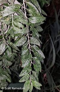 Elaeagnus angustifolia image