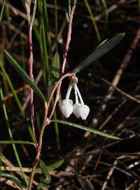 Image of Andromeda glaucophylla