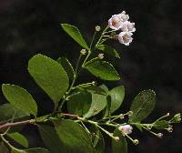 Image of Vaccinium atrococcum