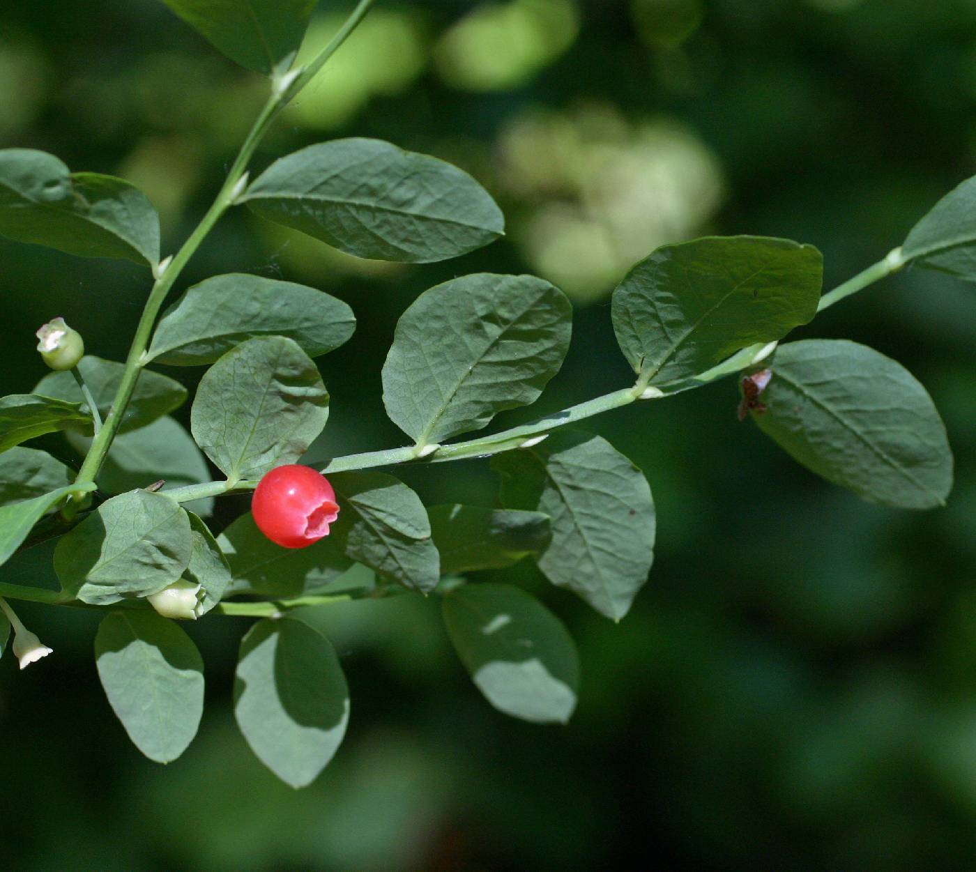 Vaccinium parviflorum image