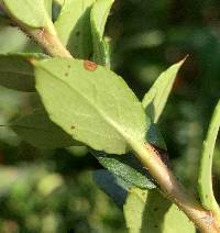 Gaultheria mucronata image