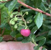 Gaultheria mucronata image