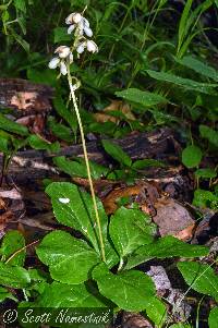 Image of Pyrola elliptica