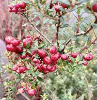 Gaultheria mucronata image