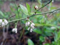 Image of Leucothoe axillaris