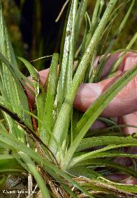 Eriocaulon aquaticum image