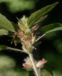 Acalypha virginica image