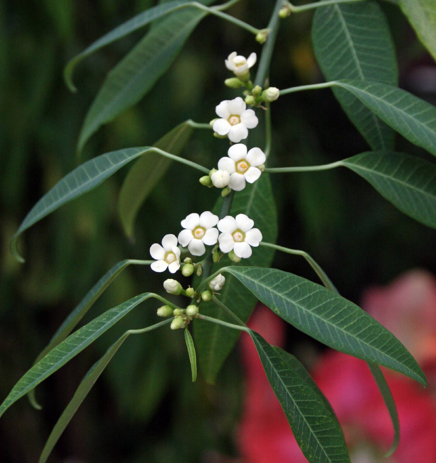 Euphorbia fulgens image