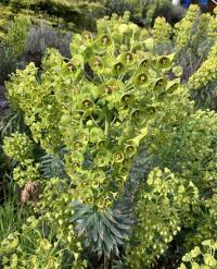 Euphorbia characias image