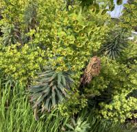 Euphorbia characias image