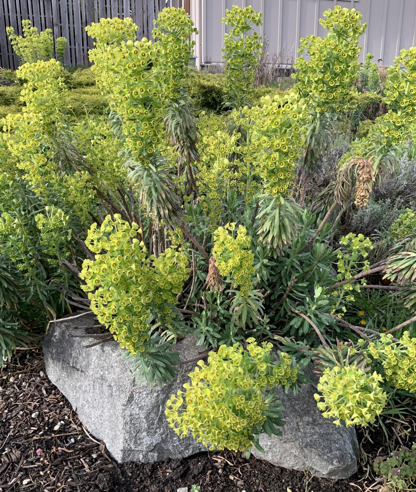 Euphorbia characias image