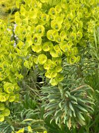 Euphorbia characias image