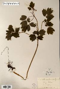 Caulophyllum thalictroides image