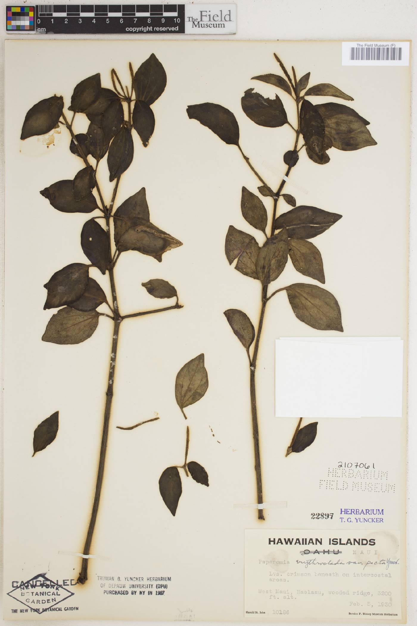 Peperomia erythroclada image