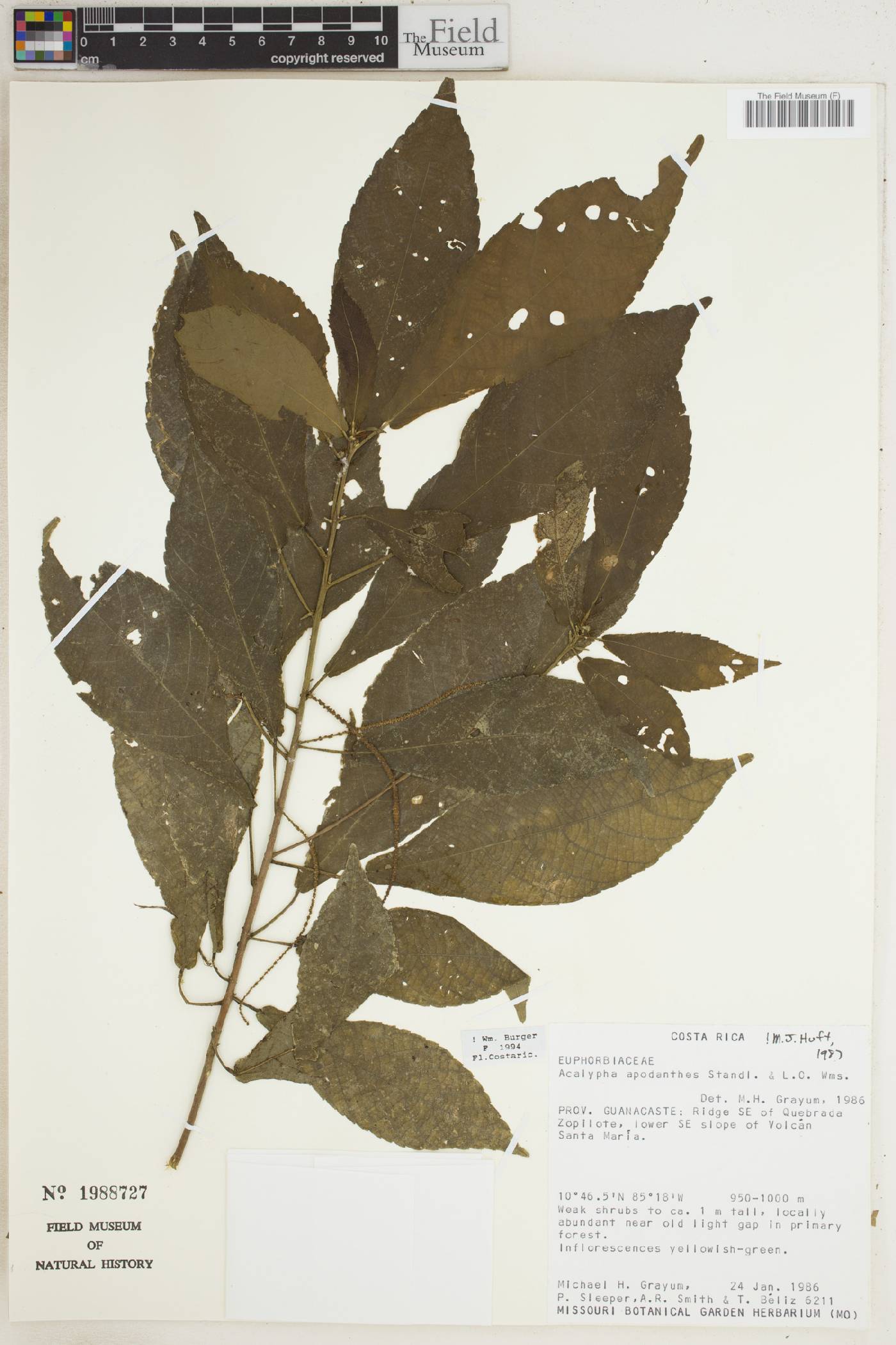 Acalypha apodanthes image