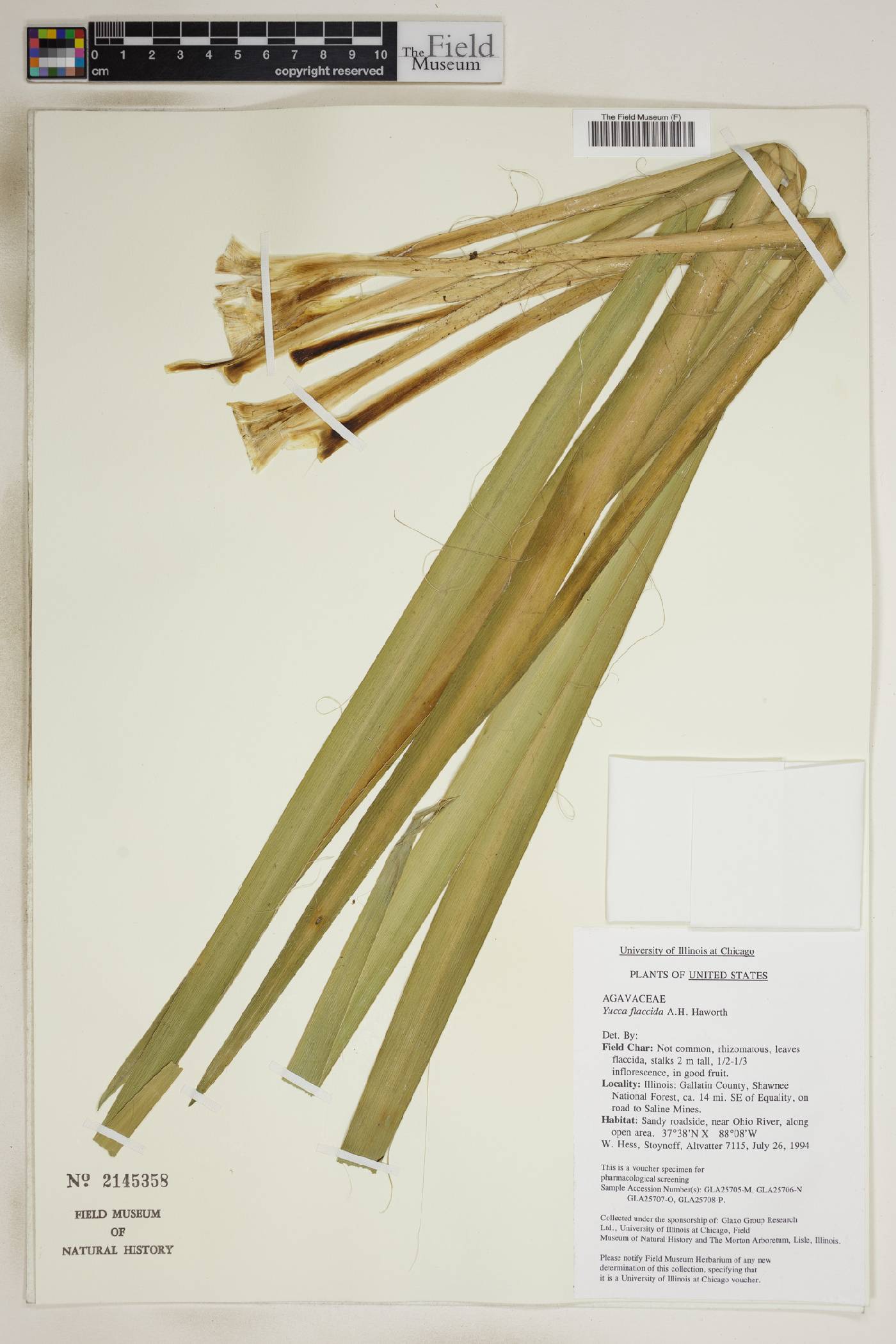 Yucca flaccida image