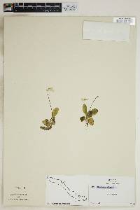 Pinguicula vulgaris image