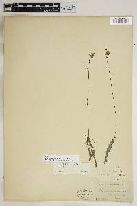 Utricularia gibba image