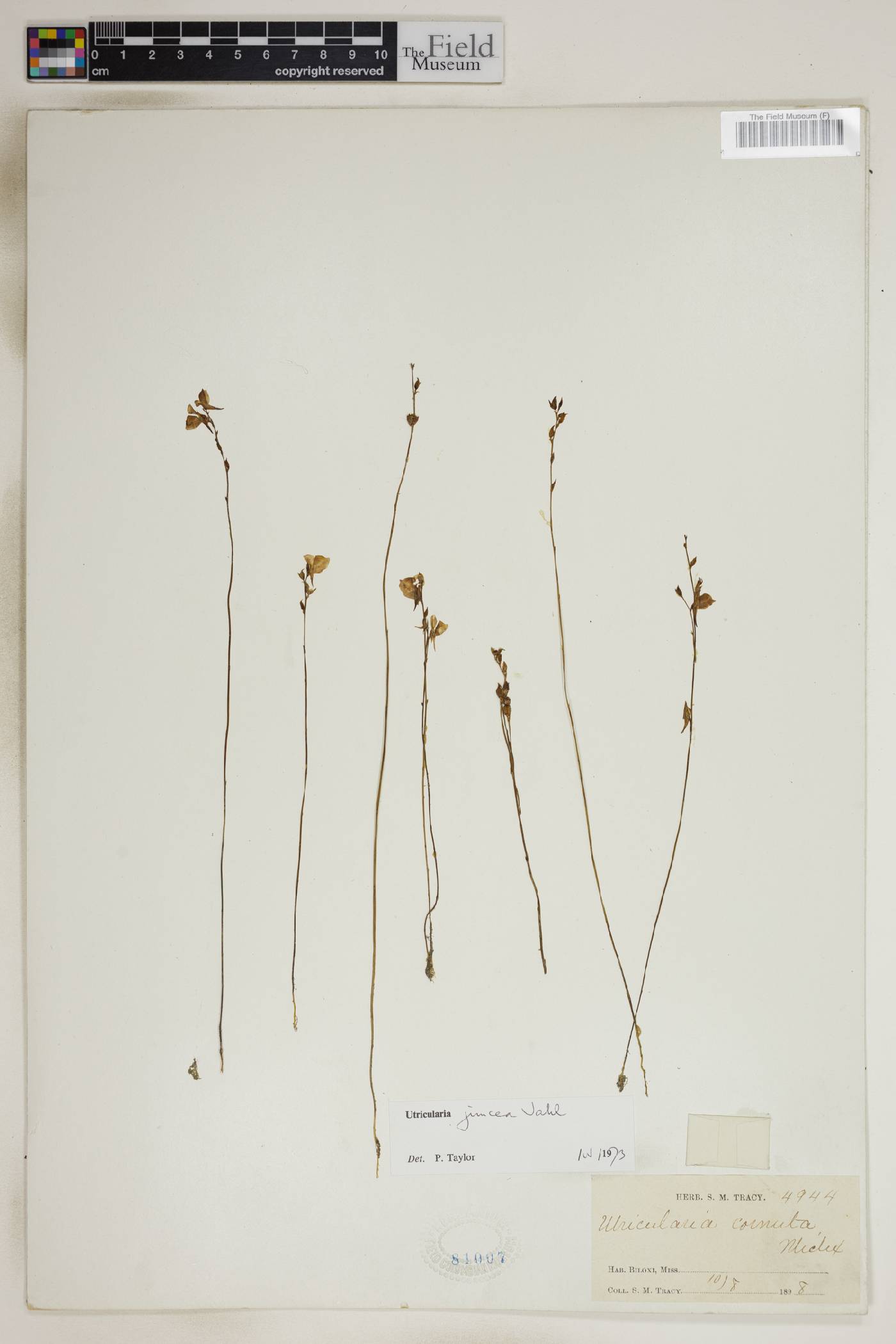 Utricularia juncea image