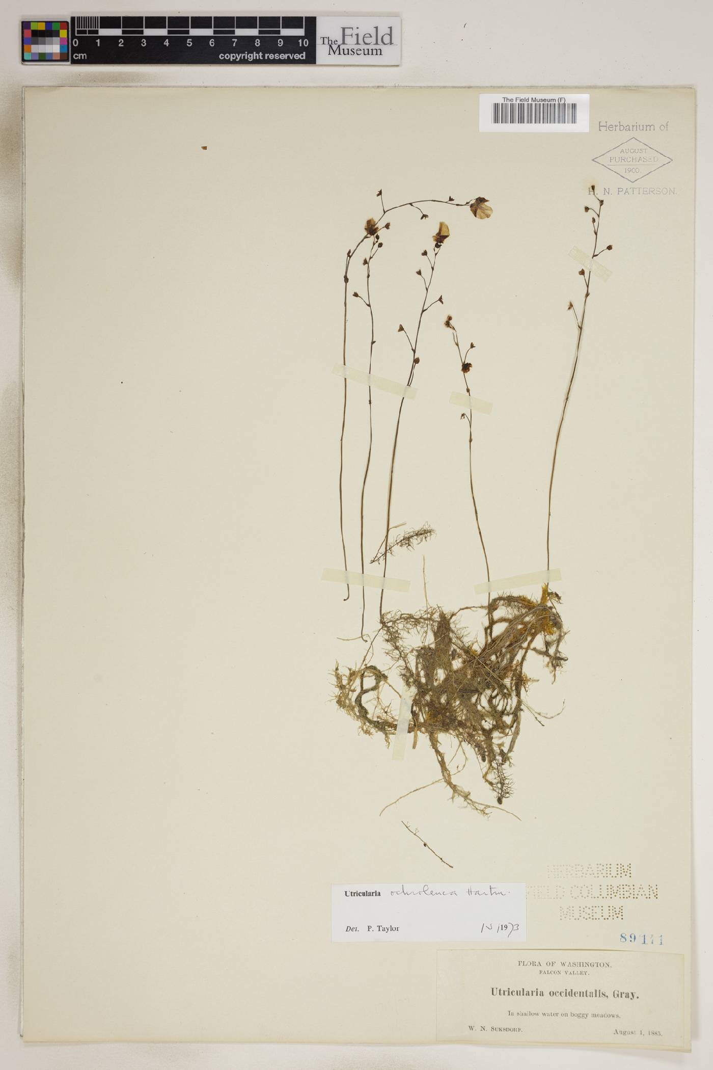Utricularia ochroleuca image
