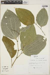 Piper reticulatum image