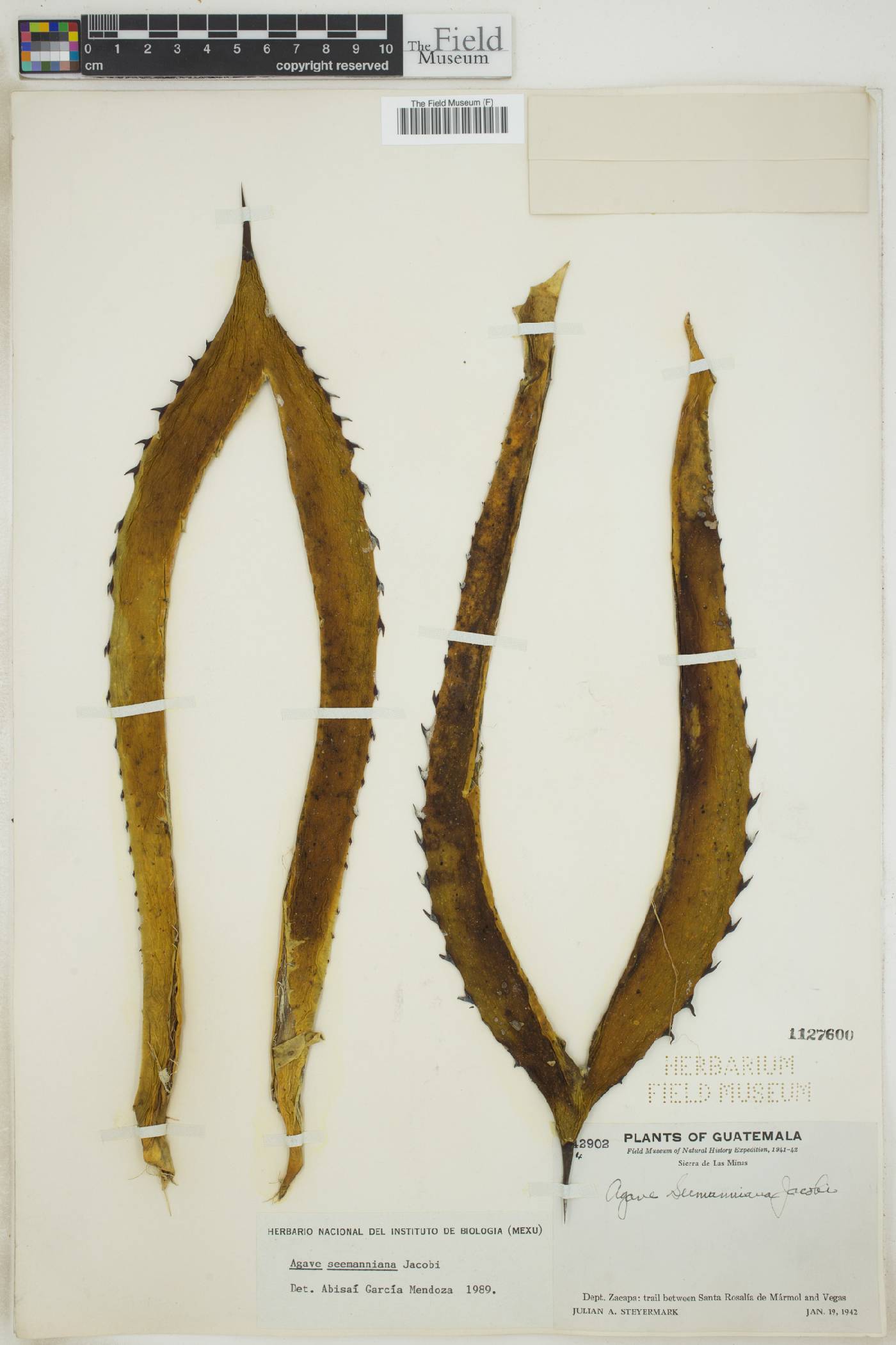 Agave seemanniana image