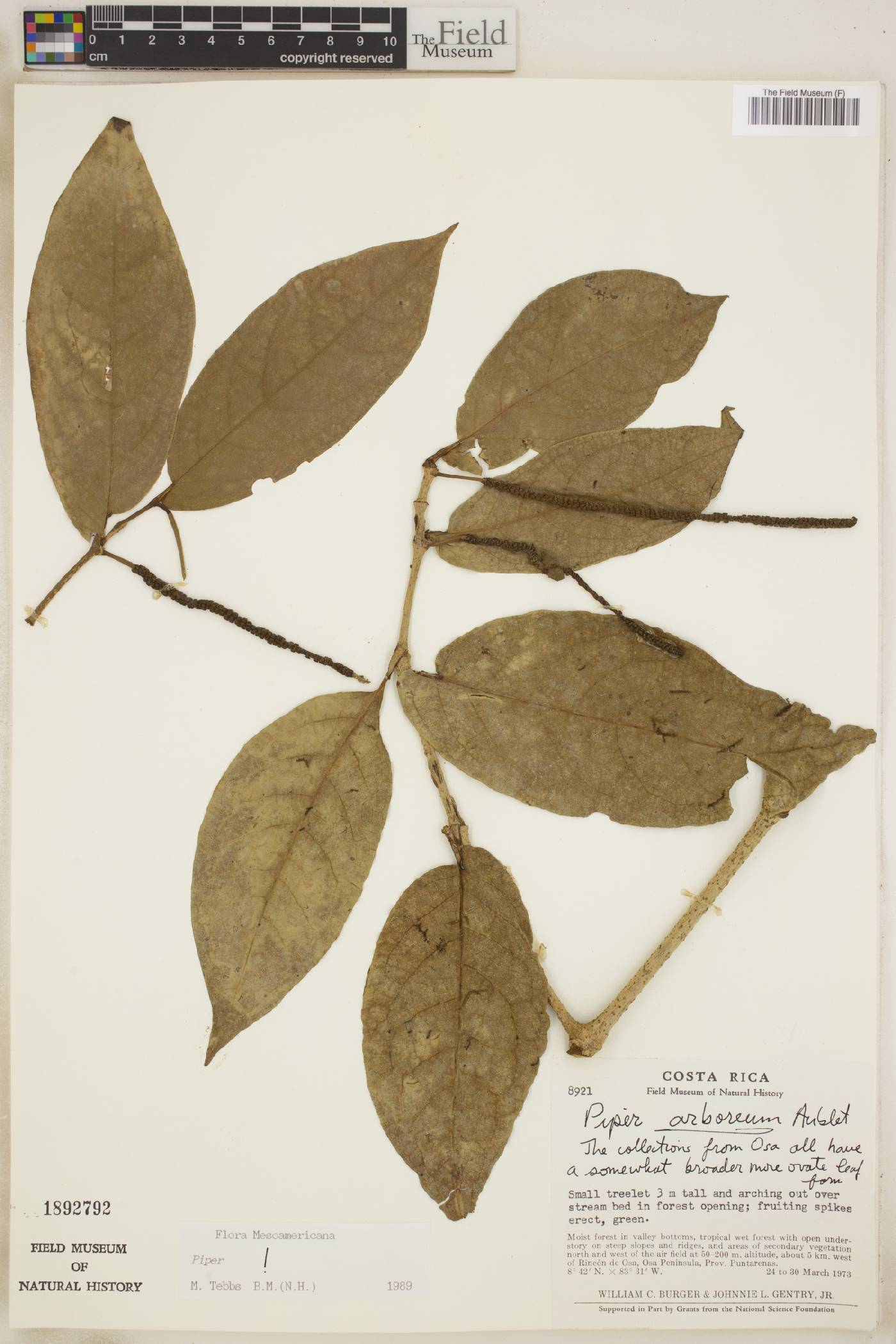 Piper arboreum image