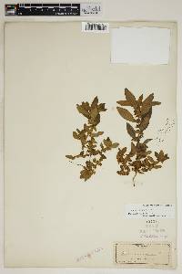 Acalypha gracilis image