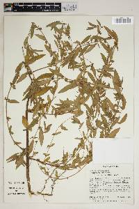 Acalypha gracilens image